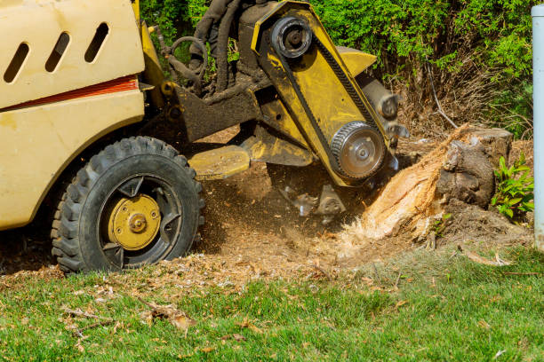 Best Tree Cutting Near Me  in Gibson City, IL